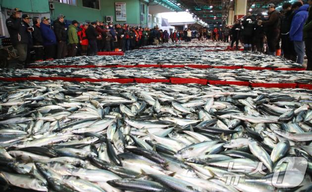 부산 서구 부산공동어시장에서 중도매인들이 수산물 경매를 진행하고 있다. 2025.1.2/뉴스1 ⓒ News1 윤일지 기자