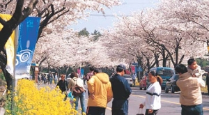 따뜻한 남녘 곳곳 다양한 봄꽃 축제 활짝