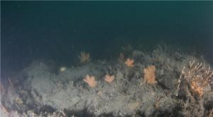다도해해상서 멸종위기종 착생깃산호 최대 서식지 확인