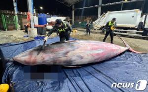 포항 앞바다서 5.8m 밍크고래 죽은 채 발견…8100만원에 위판